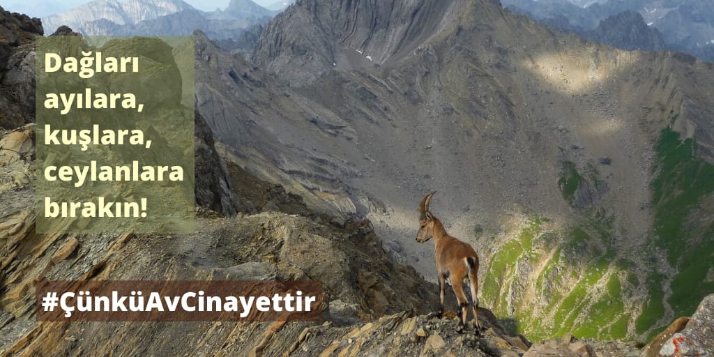 Doğada hiçbir canlının insanları eğlendirmek gibi bir borcu yoktur. #CuenkueAvCinayettir