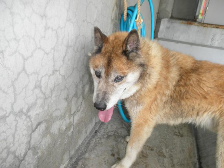 Japanesemichael Jackson En Twitter 埼玉県春日部保健所 期限 7月29日 性別 男 年齢推定 中齢 犬種 雑種犬 体格 中 毛色 茶黒 収容月日場所 7 春日部市下大間新田 茶色革製首輪 青色ナイロン製リード 迷子犬 埼玉県 春日部市 下大間新田