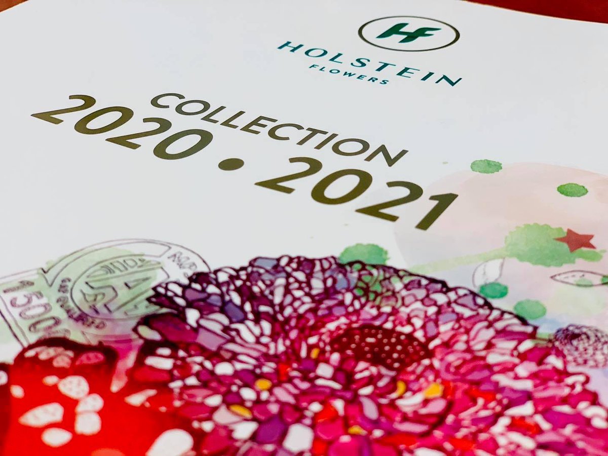 Working on our new #brochure! 😊
In a few weeks, we will introduce our new Gerberas of this season. We can’t wait to show them to you! 
#workinprogress