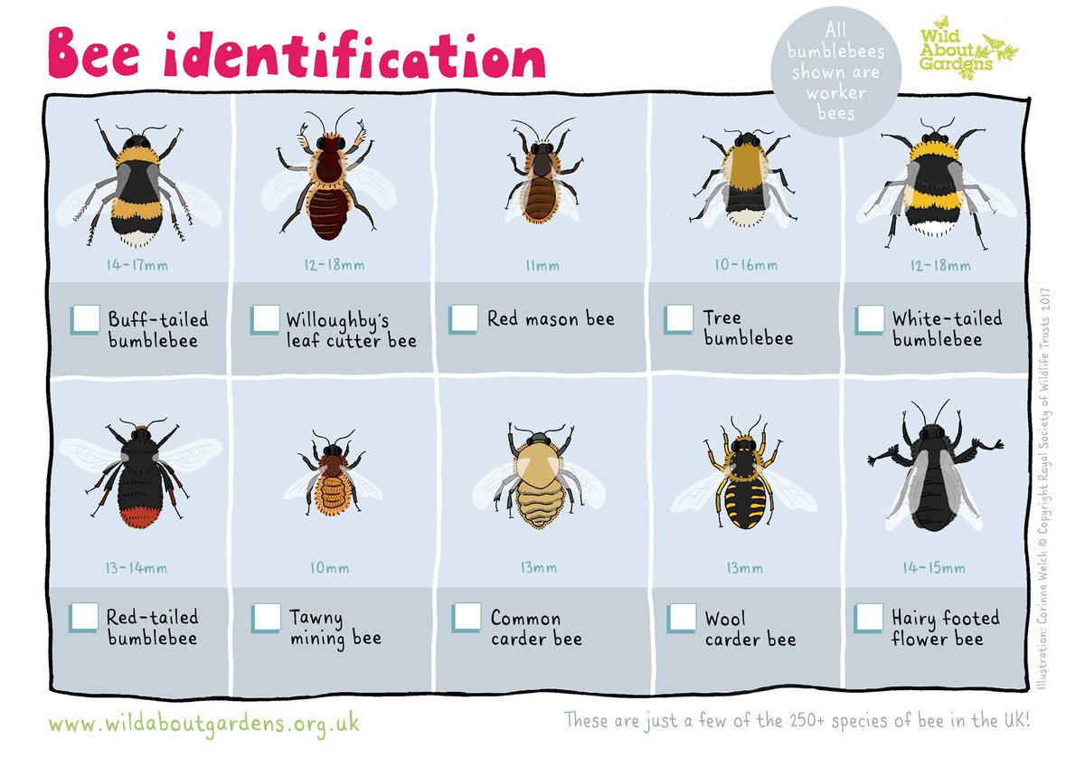 #30DaysWild from The Wildlife Trusts tweet media
