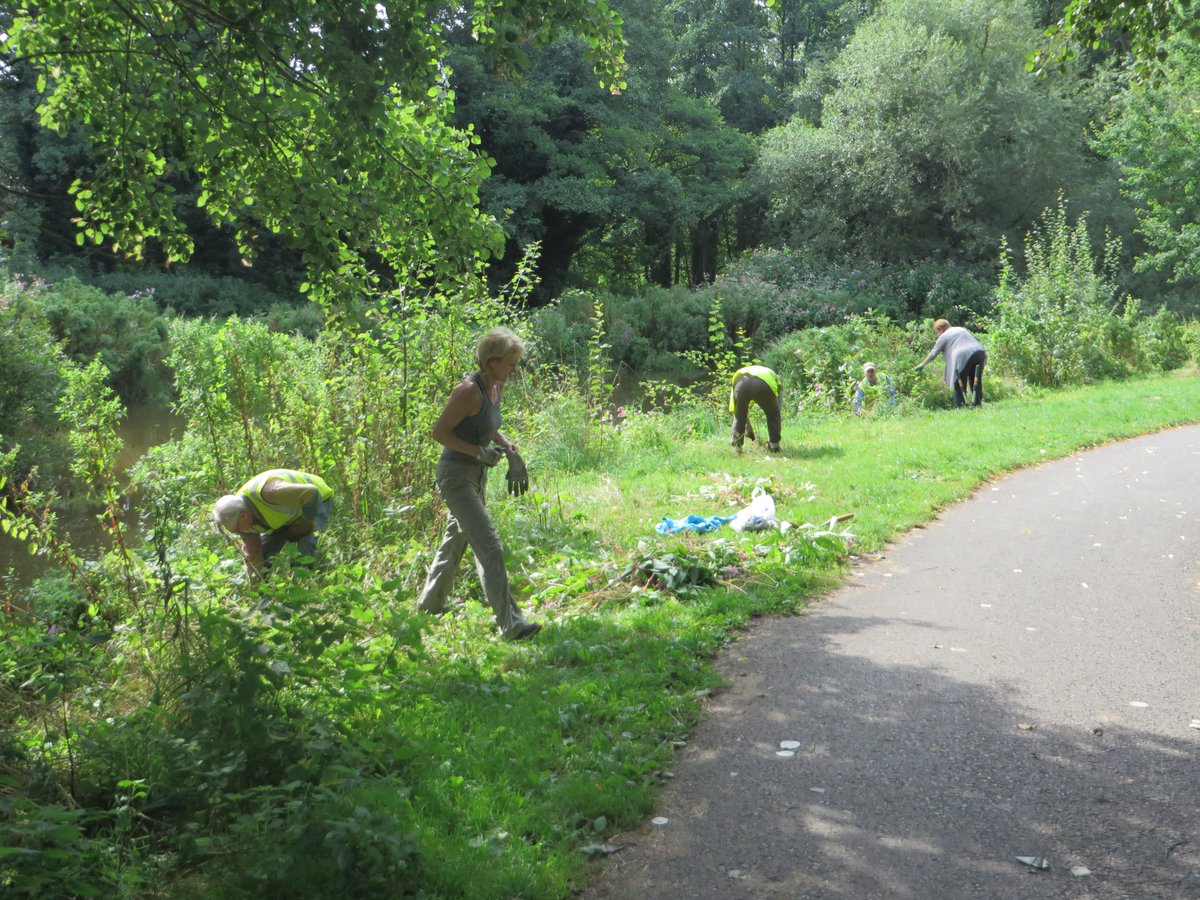 Have you got some spare time this week? Could you spare a few hours on Tuesday to help some of the town's volunteers Balsam Pulling? The group will meet at 10am in Shrewbridge Car park from where they will work up and down the riverside, suitable safely distanced.