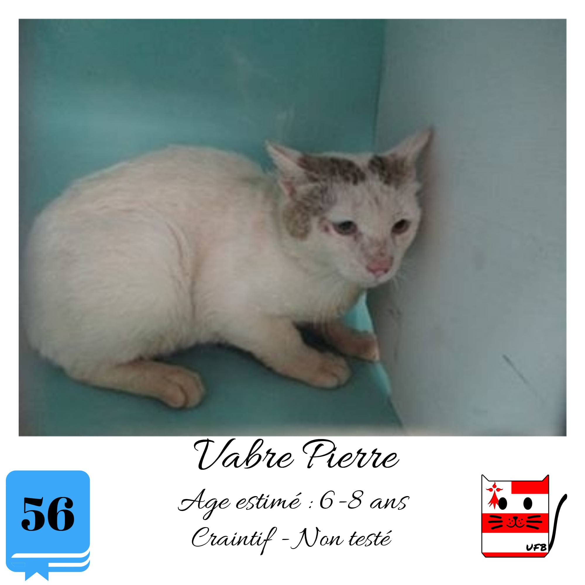 Justine44 Bonjour A Tous Ce Matin Je Veux Donner Un Petit Coup De Pouce A Ce Pauvre Chat Il A L Air Si Triste Et Completement Paume Dans Cette Cage De Fourriere Dans Le Morbihan Il A Du Subir Une Vie D Errance Et De Malheurs Aidons Le A