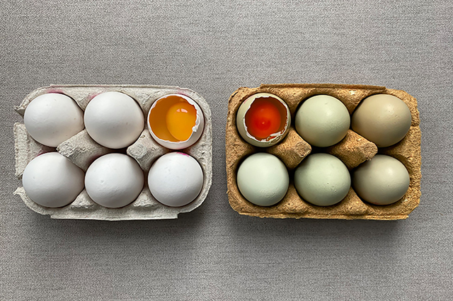 Becky_Boozles's tweet photo. Our No.1 Longstock Gold eggs are new &amp; exclusive this month! The vibrant golden yolk comes from the hen's four-grain diet infused with paprika and marigold. They also have more room to roam than typical free range birds, too.  #WaitroseAndPartners  #WeArePartners  #FreeRange https://t.co/HH0D6HggPW