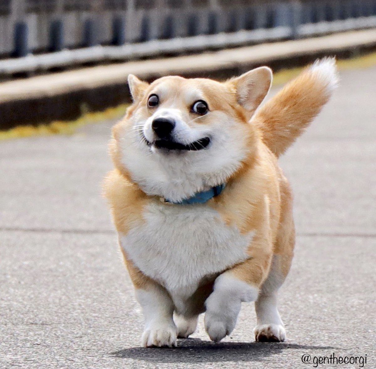 GossipRoomOff's tweet photo. Voici Gen, le corgi aux drôles d’expressions faciales qui va faire votre journée 🤪🐶 https://t.co/yztoqkcZGH