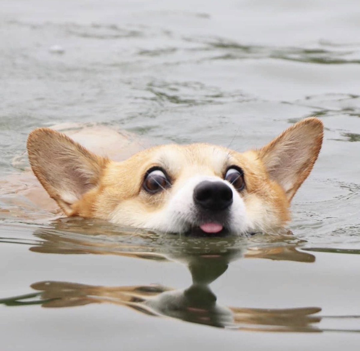 GossipRoomOff's tweet photo. Voici Gen, le corgi aux drôles d’expressions faciales qui va faire votre journée 🤪🐶 https://t.co/yztoqkcZGH
