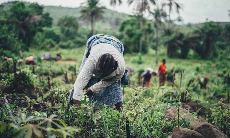 'Africa’s #Farmers: Key to Solving #Malnutrition', but also to preserving  #rurallivelihoods and #biodiversity 
👉the cheapest and easiest way: by calling for an end to failing Green Revolution programs and a shift to sustainable crop diversity to achieve diet diversity.
