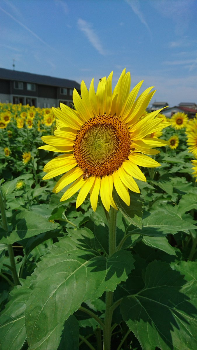 もぴぱぱ 年 夏 そばにいたいよ 君のために出来ることが 僕にあるかな いつも君に ずっと君に 笑っていてほしくて 秦基博さんのひまわりの約束が主題歌だった Stand By Me ドラえもん の2の公開が控えてますね もぴぱぱ 年 夏 そばにいたいよ 君のために出来ることが 僕にあるかな いつも君に ずっと君に 笑っていてほしくて 秦基博さんのひまわりの約束が主題歌だった Stand By Me ドラえもん の2の公開が控えてますね