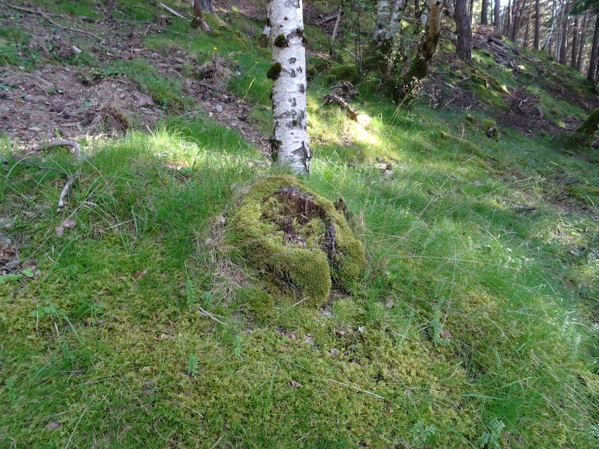 visitpallars's tweet photo. Els boscos d'aquestes muntanyes són llocs fresquets per llegir la natura i sentir-la de ben aprop!
Bon inici de setmana!
#boscos #natura #pallarssobira #VallsdelAltPirineu Ara https://t.co/V2A1kqsLcy
