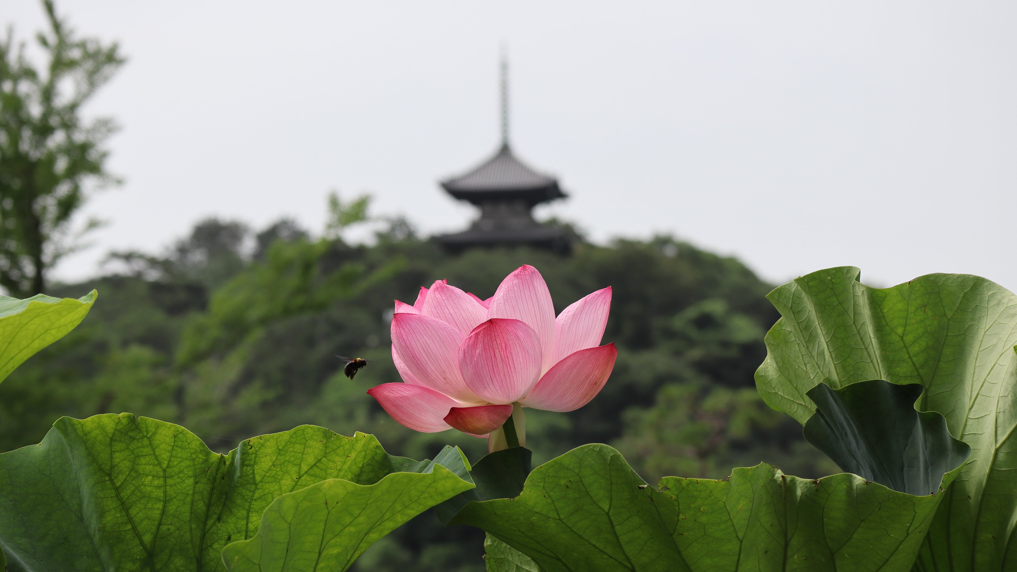 Sasamon99 不具合発生中 Sasamon99 Twitter