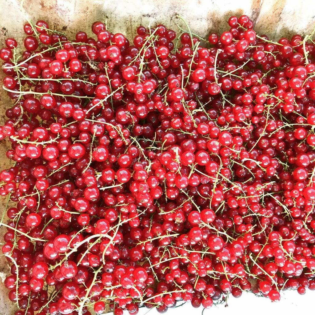 BreadBakerDani's tweet image. Our redcurrants have done us proud this year! I freeze them and use them to set any jam I am making. I may just have kept some out to ferment for breadmaking #breadsperiment #redcurrants #jammaking #homegrown #redcurrant instagr.am/p/CC21wMuDgnn/