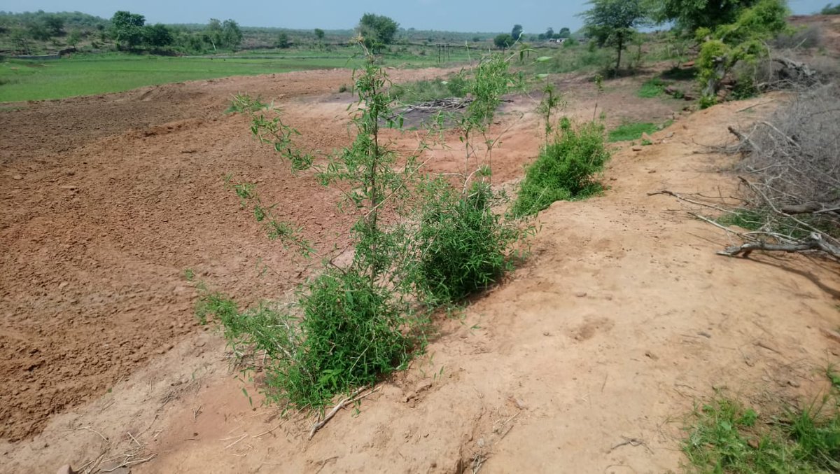 WOTRIndia's tweet photo. These #pagara structures will secure a good #rabi crop in Sonpura village, #Rajasthan 

#Karauli #WatershedDevelopment #IndiaFightsCorona 
#VolkswagenFinancePvtLtd @volkswagenindia  #FoodFeedFibre #BuildBackBetter @ibrahimthiaw @UNCCDLibrary @CMRajasthan @AgriGoI https://t.co/JChRVnucO2