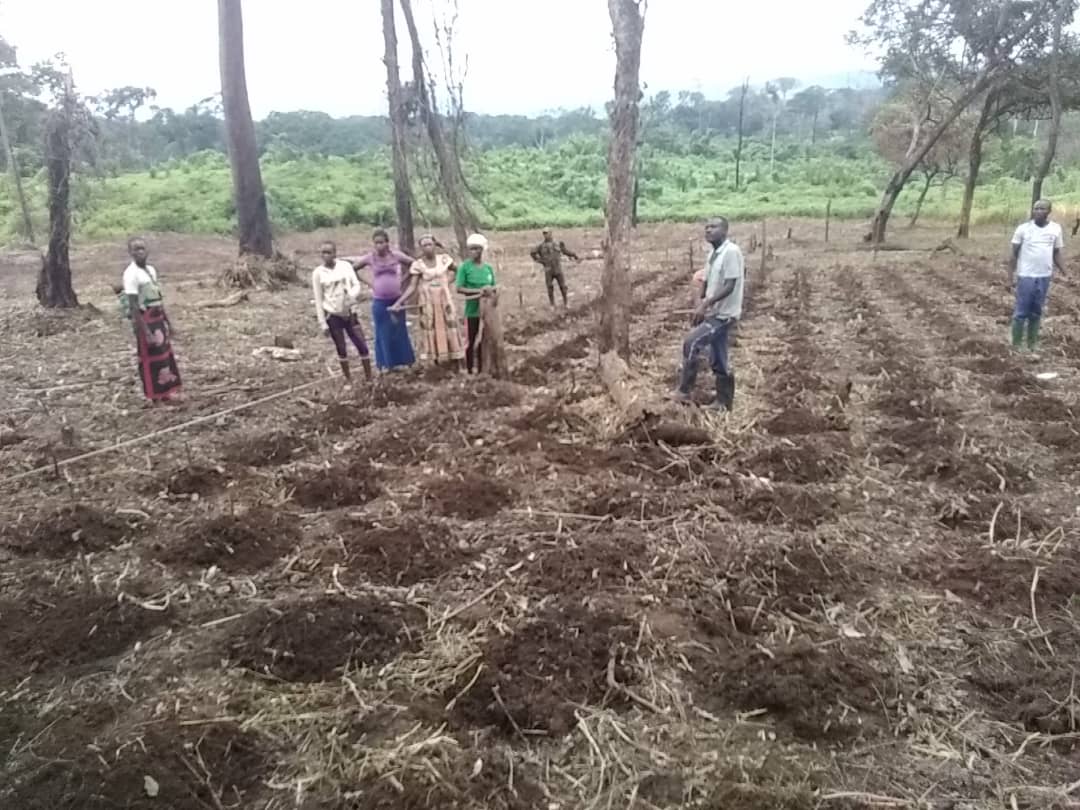 Forest4dev's tweet photo. @Forest4dev ensure food security of artisan miners during #COVID19 pandemic by distributing 4016 banana plants and 85 000 cassava seeds towards : Ensuring financial autonomy after the pandemic and reduce their high dependency on mining activities @UEauCameroun #ProMESS2 https://t.co/1xFJQFiG6Y