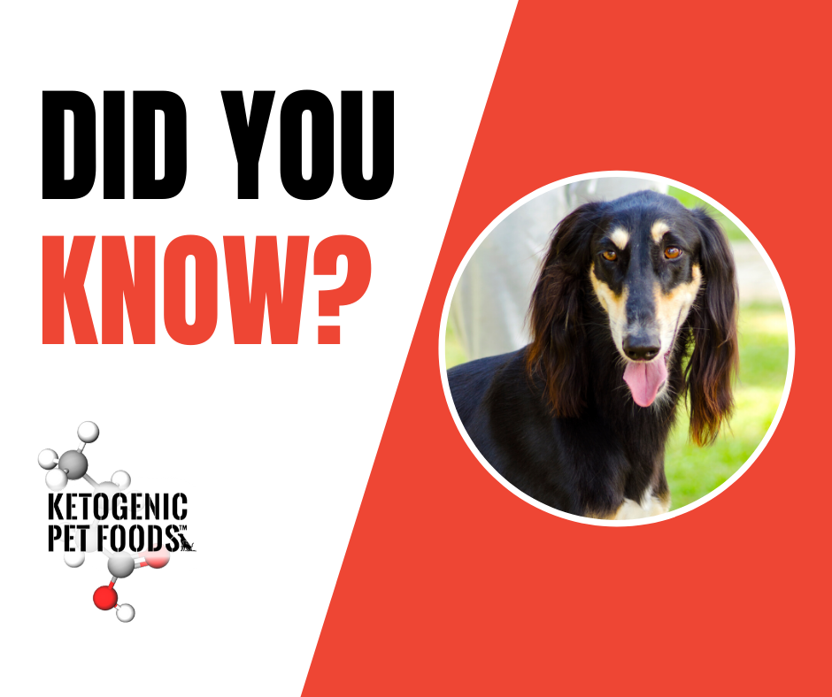 The Saluki is the world’s oldest dog breed. They appear in ancient Egyptian tombs dating back to 2100 B.C.!

#dogfacts #didyouknow #pethistory #doghistory #ketogenicpetfoods #dogtrivia