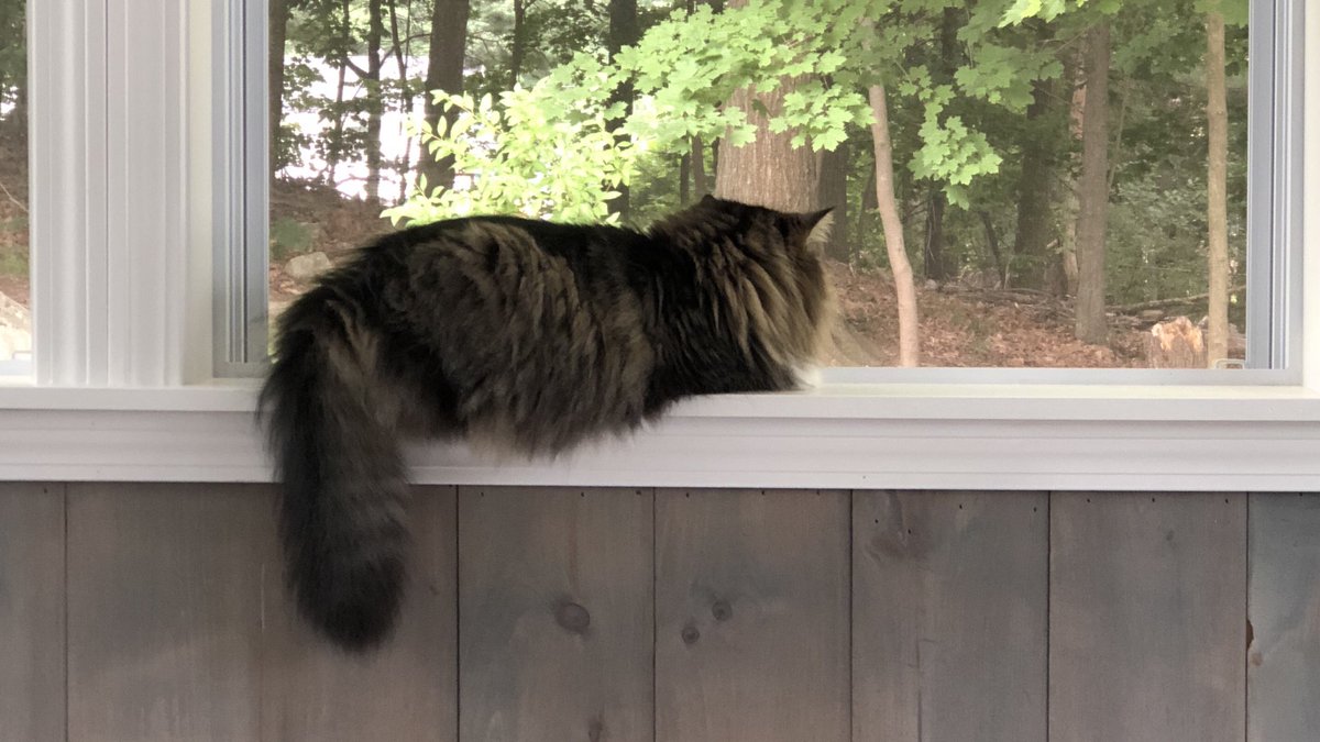 LittleMaineCoon's tweet image. I’m keeping watch out the window while Mommy works on the porch because it’s cooler out here. It’s going to be close to 100 degrees here today! Stay cool, pals! #Heatwave #WorkingKitty @Cleo_sMommy @fluffybasil @JusticeToAll @carolineCMCE @MaineCoonCatsOH @MoetBlindCat