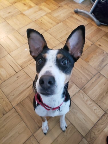 metropetsnyc's tweet photo. TFW you say “treat” ~Sonic 🐶
•
•
Metro Pets NYC has been providing a top notch dog walking service for NYC residents since 2007. 
#doggies #rescuedogsofinstagram #dogears #smilingdog #dpgwalkingnyc #happydoghappylife #newyorkdog #Bestdogwalkersnyc #dogwalkers #metropetsnyc https://t.co/rsOsM4WJWa