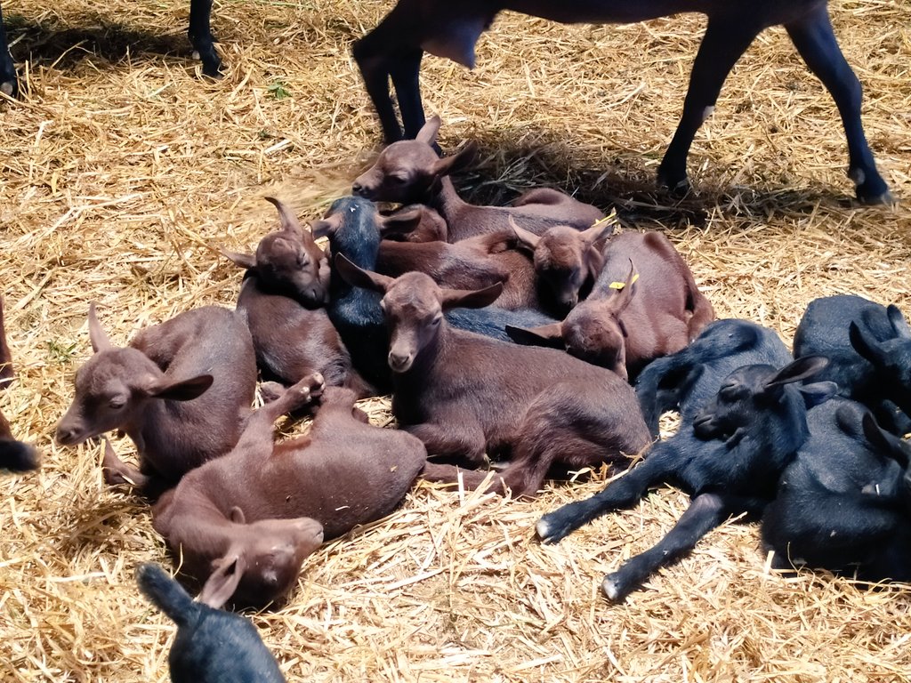 JoseVillalbah's tweet photo. El origen de un producto de calidad empieza por unos animales sanos en modo relax @quesosbenabarre @aragonalimentos @aragonentumesa https://t.co/D7Tmdv49ew