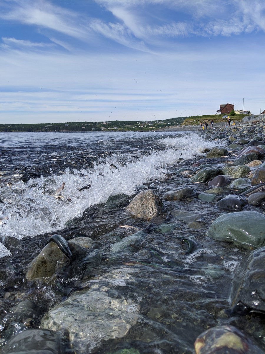 Capelin are rolling on Lower Pond Beach, Witless Bay! #CapelinRoll2020 #eCapelin
