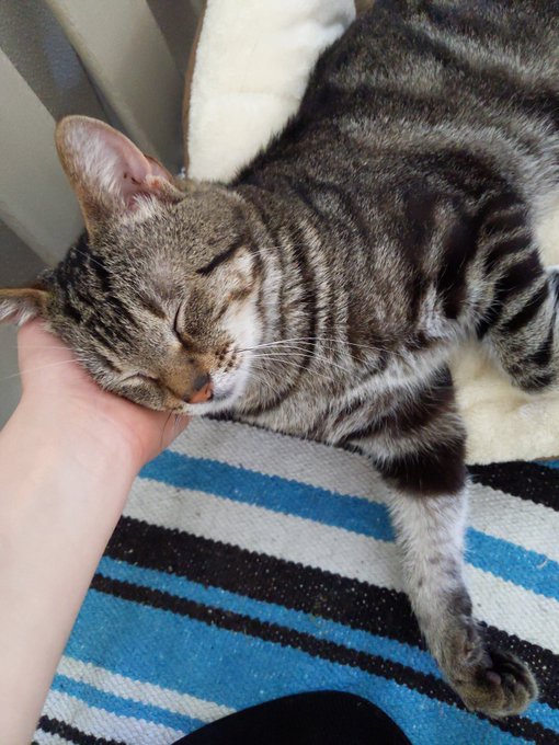 Met this cutie at the shelter and he almost fell asleep in my hand 🥺💕 https://t.co/AbxlqraNJZ