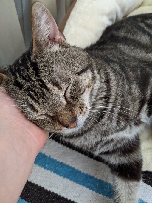 Met this cutie at the shelter and he almost fell asleep in my hand 🥺💕 https://t.co/AbxlqraNJZ