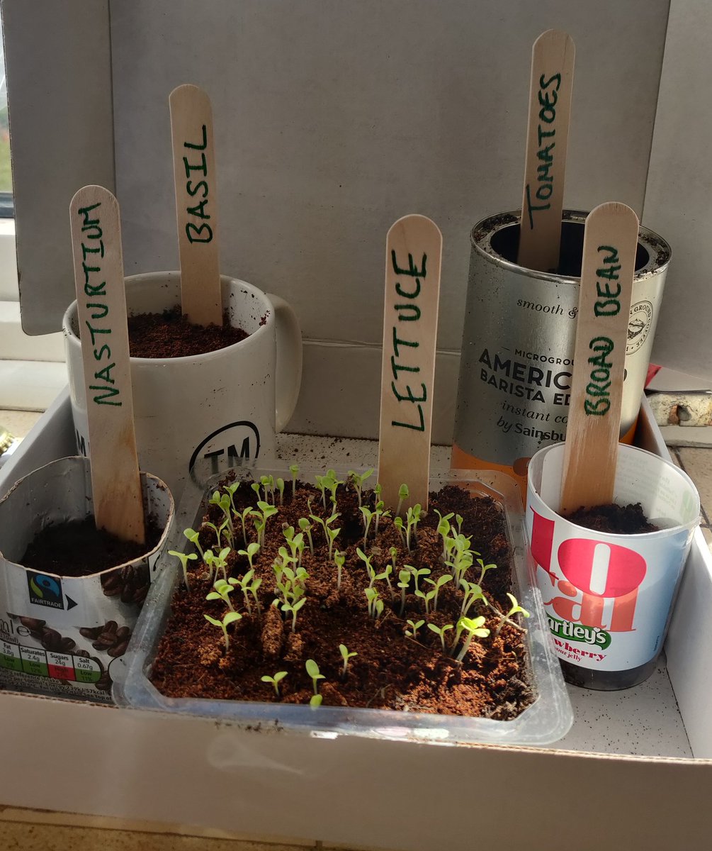 Signs of life!  I've been keeping the soil damp and now the shoots are pushing through.   #GetSetSow <a href="/ThamesmeadLDN/">ThamesmeadNow</a> <a href="/GroundworkLON/">Groundwork London</a> <a href="/CLEVER_Cities/">CLEVER Cities</a>