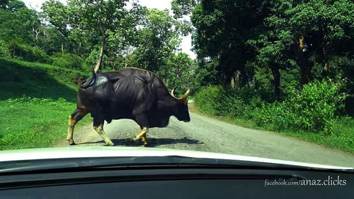 பந்திப்பூர் வழியா போனா இதைவிட அதிகமான மிருகங்களை சாதாரணமாவே பார்க்கலாம்