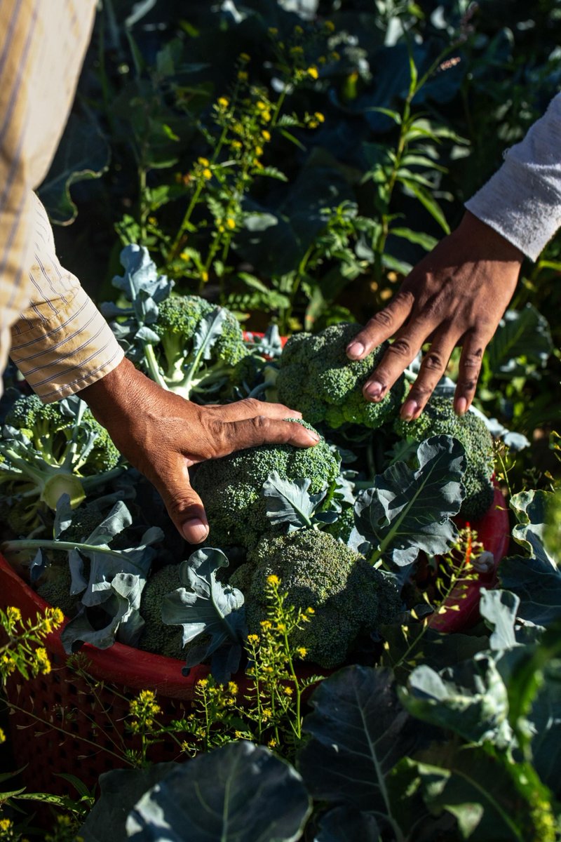 4PFoods's tweet photo. The latest @NatGeo #COVID coverage, "The pandemic could actually strengthen the U.S. food system" tells the story of resilience and strength of small- mid-sized farms and distributors. Read the article which features 4P Foods and Tom McDougall: https://t.co/WYPEnc0arK #foodsystem https://t.co/KyehpUEdnF