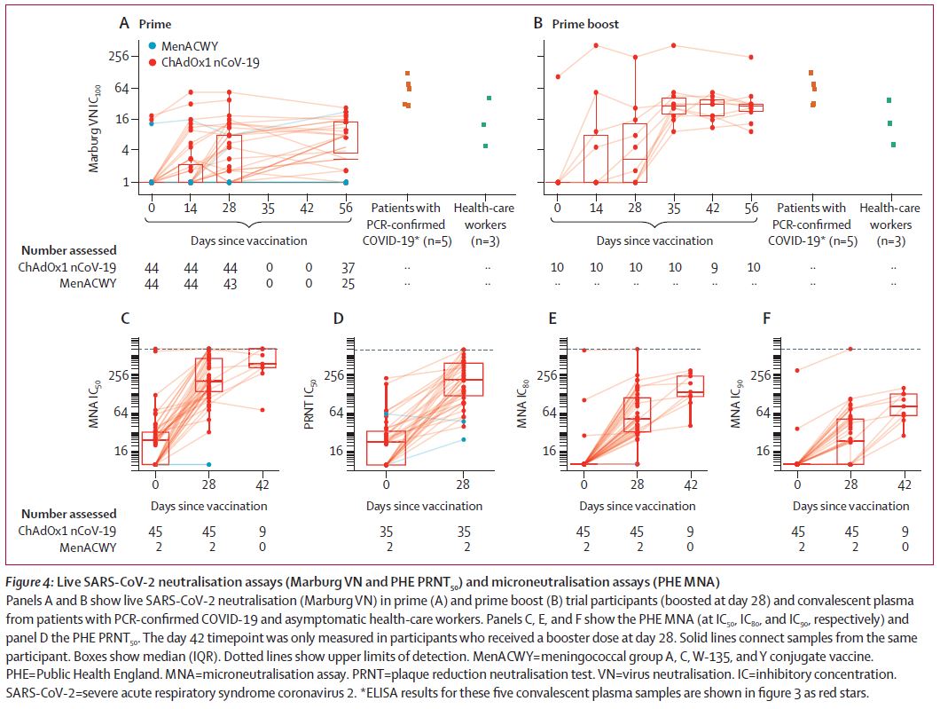 These antibody responses were present in all participants who had a booster dose of the vaccine (9 of 9 participants in MNA80 assay at day 42, and 10 of 10 in Marburg VN assay on day 56)