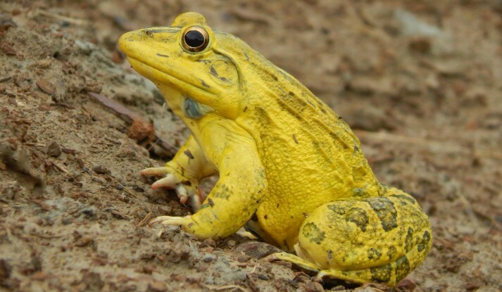 babinaw's tweet photo. First, it was #YellowFrog
Today, it was #YellowTurtle
Both amphibians!
What next - #YellowSnake?
Let's wait 💛 https://t.co/m8qkRCrIn3