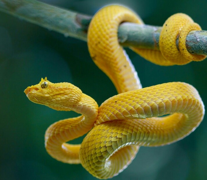 babinaw's tweet photo. First, it was #YellowFrog
Today, it was #YellowTurtle
Both amphibians!
What next - #YellowSnake?
Let's wait 💛 https://t.co/m8qkRCrIn3