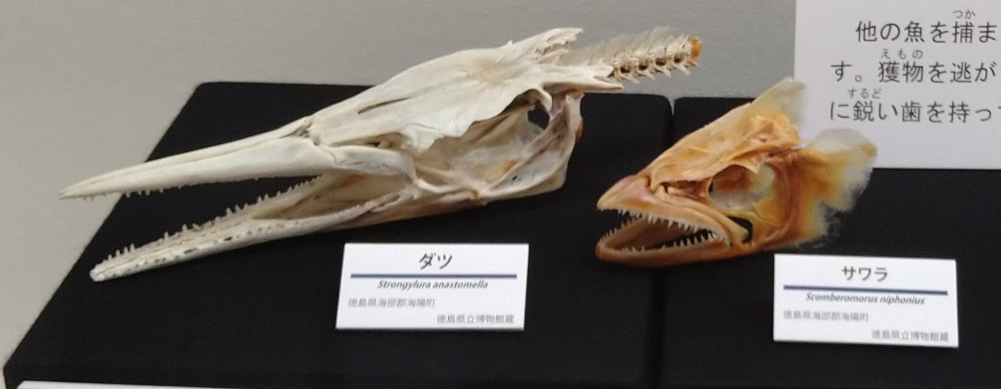 ツルギエチオピア 骨格標本 ツルギエチオピア 骨格標本