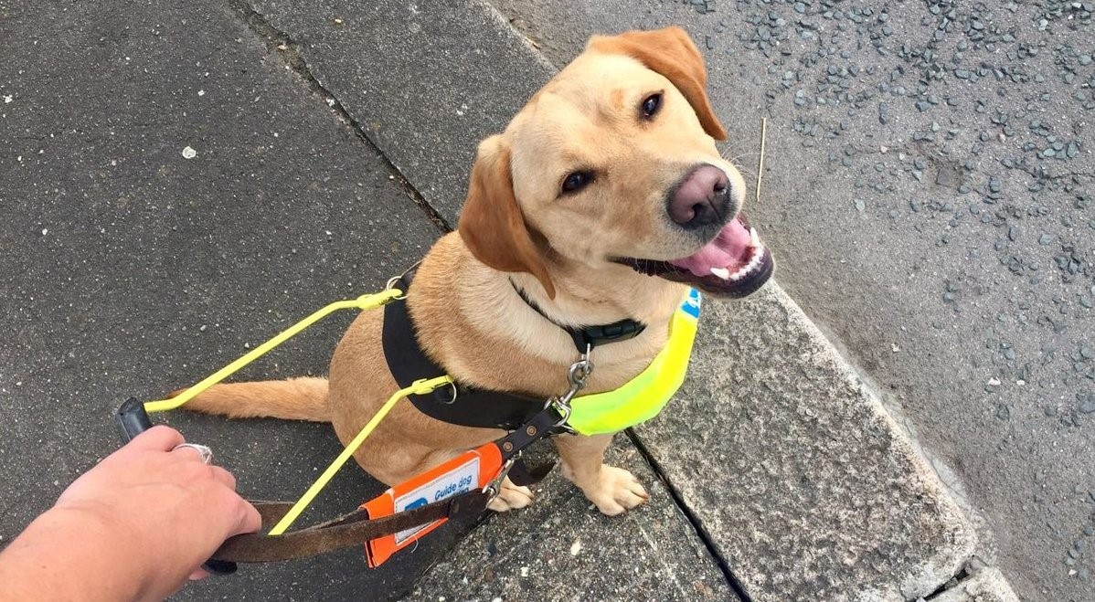Labrador guide deals