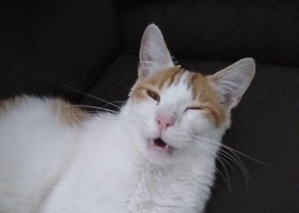 GizmoBlackberry's tweet image. By the way ladies, I’m single.... 😽😘😉