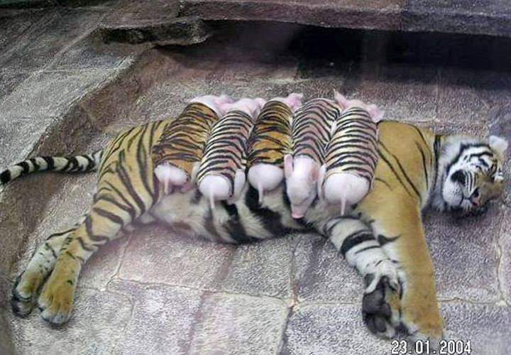 animalfess2's tweet photo. anf! jadi harimau ini depresi karena semua anak nya meninggal. akhirnya dikasih babi yg di pakein baju begini. dia sayang babi nya seperti anak nya sendiri😭💖

 https://t.co/10sXPnKqRE