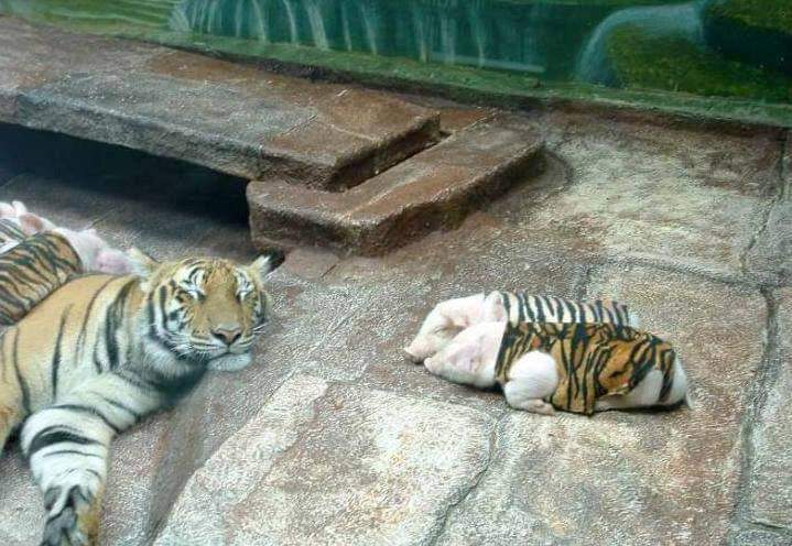 animalfess2's tweet photo. anf! jadi harimau ini depresi karena semua anak nya meninggal. akhirnya dikasih babi yg di pakein baju begini. dia sayang babi nya seperti anak nya sendiri😭💖

 https://t.co/10sXPnKqRE