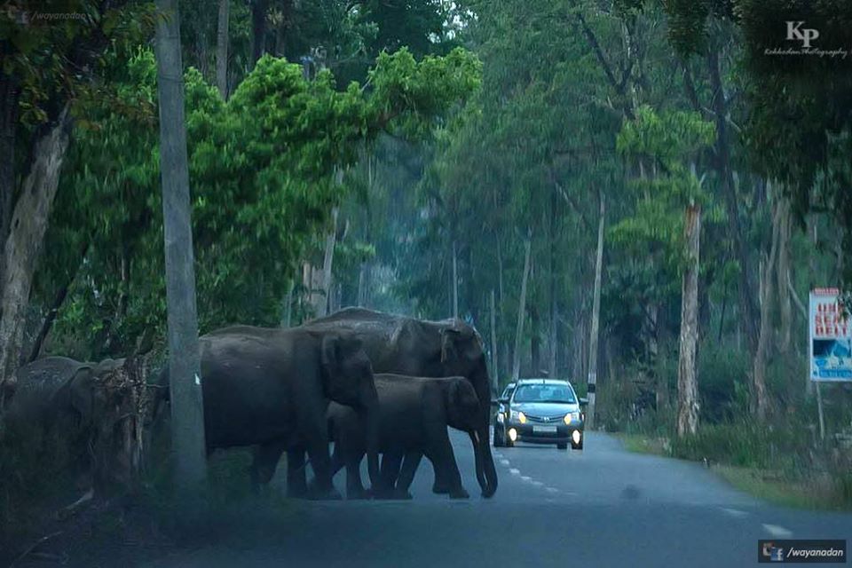 Wayanadu mansoon & Edakkal caves