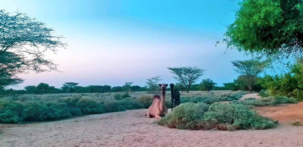 Said goodbye to the tarmac in Lodwar and turned to Lodwar-Eliye Springs Rd. I actually enjoyed this section of the trip. The nothingness for miles with the sunset approaching. It was hot hot!