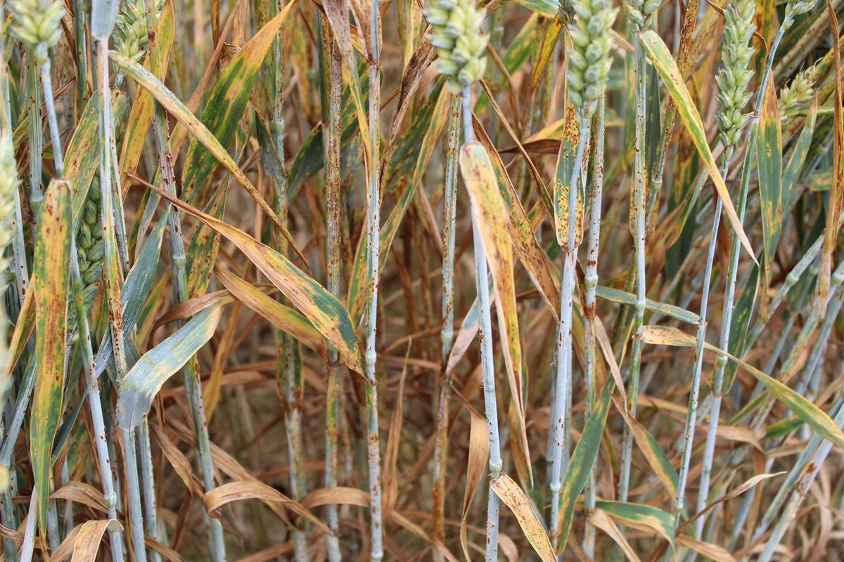 Over the last few days we have detected stem rust in some of our fungicide untreated winter wheat plots. Not one that I have ever seen in the field until now. 2020 is definitely a strange year - photo courtesy <a href="/FionaBHutton/">Fiona Hutton</a>