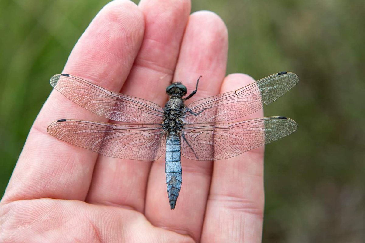 andrebrasse's tweet photo. Mooie #platbuik libelle op mijn hand. Best grote #libelles met ongeveer dezelfde matte blauwe kleur als de rijpe #jeneverbessen in de omgeving. #Beleefdenatuur https://t.co/lBjBCG2DRM
