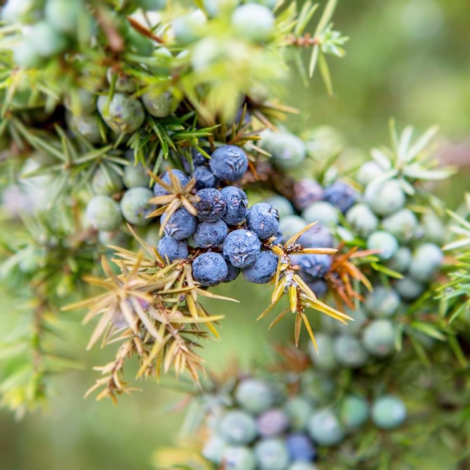 andrebrasse's tweet photo. Mooie #platbuik libelle op mijn hand. Best grote #libelles met ongeveer dezelfde matte blauwe kleur als de rijpe #jeneverbessen in de omgeving. #Beleefdenatuur https://t.co/lBjBCG2DRM
