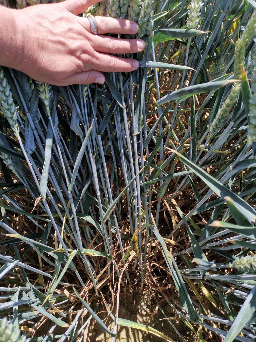 Anne-Sophie Walker tweet media