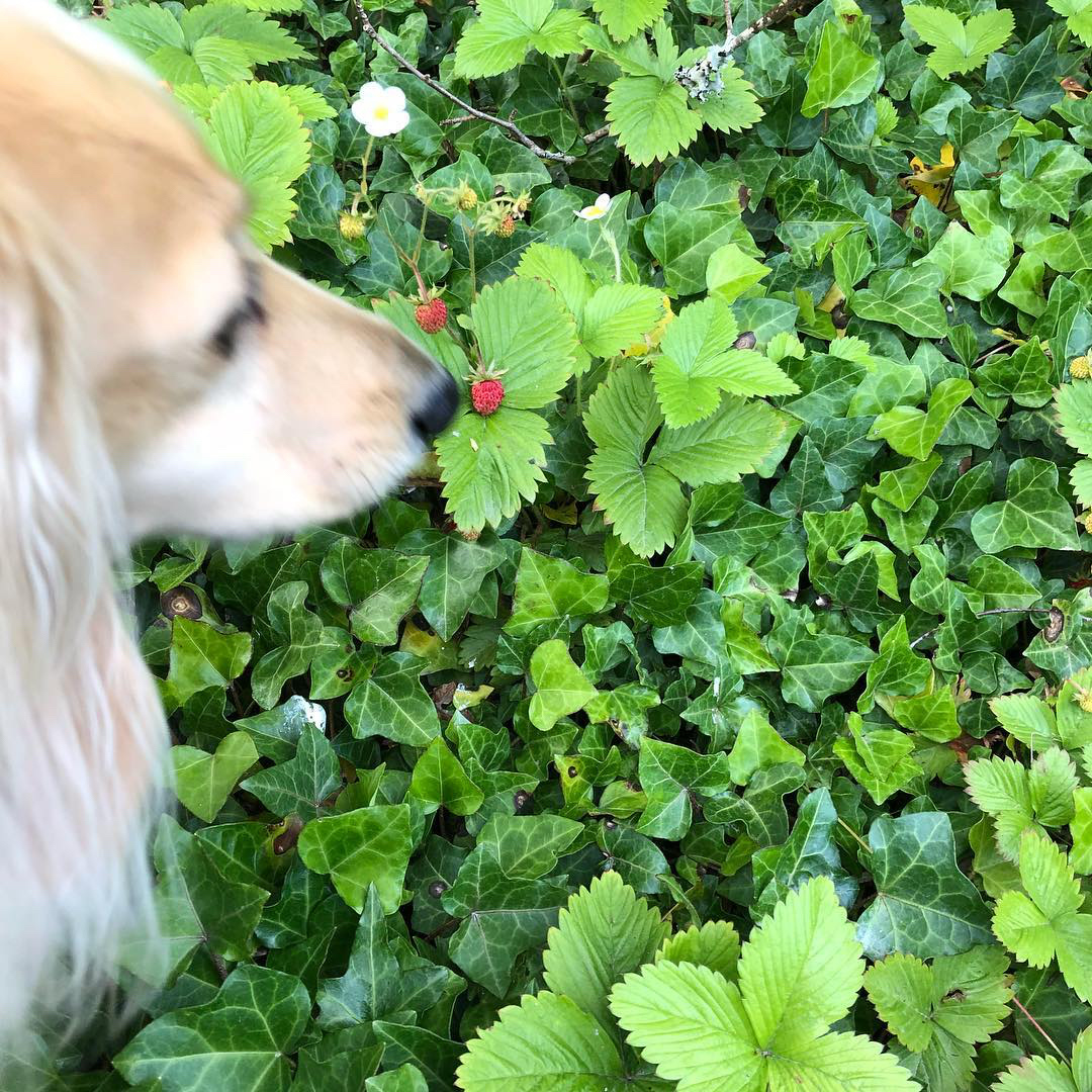 SeaviewHouseSpa's tweet photo. "Tina found the first wild strawberries today at gorgeous Seaview House Hotel in Ballylickey..! #seaviewhouse #ballylickey #fionakennedymusic #dachshund #westcork"
repost @fionakennedysingerandguitarist https://t.co/oKsrRfjtRm