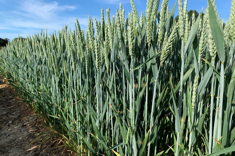 uniumbioscience's tweet photo. Have you read our latest article about how to supercharge your Wheat with TIROS? 
#tiros #endophytes #biostimulants #wheat #seedtreatments #unium
https://t.co/kw2GXwm4At https://t.co/64R3LcCgVo