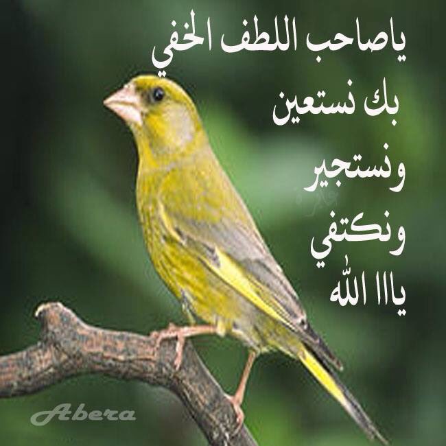 ما حاجتى اليهم وأنتى معى يا الله