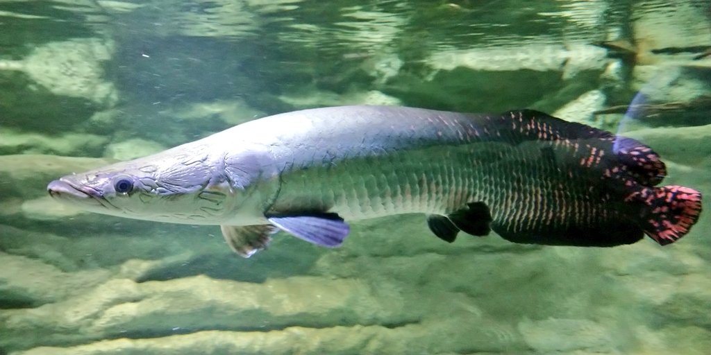 りょう 緋弾済 على تويتر あつ森脳なので つい おっ となる生き物たち ピラルク コイ ピラティアetc あとステンドグラス風しおりにデメニギスがいて2度見した