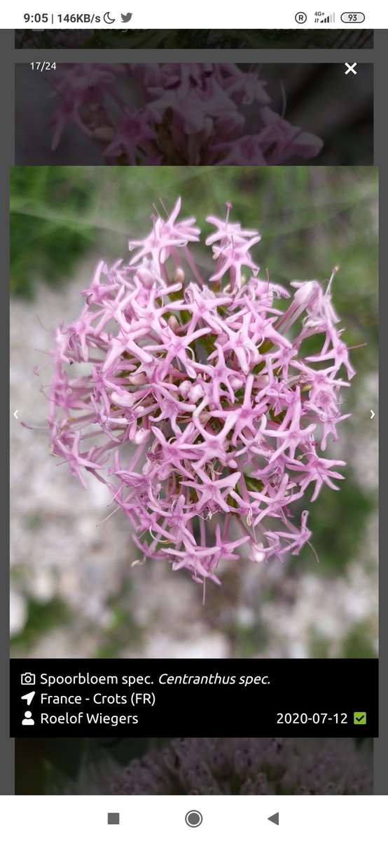 roeloffline's tweet photo. Een paar vakantie-favorieten uit de Franse Alpen. Met stip op #1: Melampyrum Subalpinum. Zet je van afstand op het verkeerde been, alsof hij een paarse en gele bloeiwijze heeft (paars is uiteraard blad). https://t.co/M624sO1VNL
