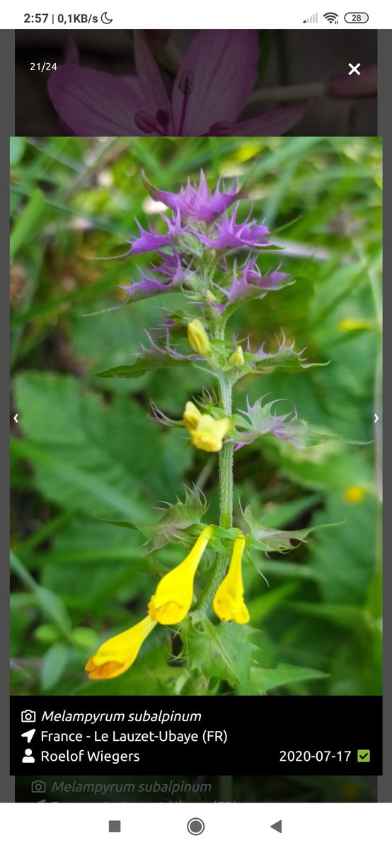 roeloffline's tweet photo. Een paar vakantie-favorieten uit de Franse Alpen. Met stip op #1: Melampyrum Subalpinum. Zet je van afstand op het verkeerde been, alsof hij een paarse en gele bloeiwijze heeft (paars is uiteraard blad). https://t.co/M624sO1VNL