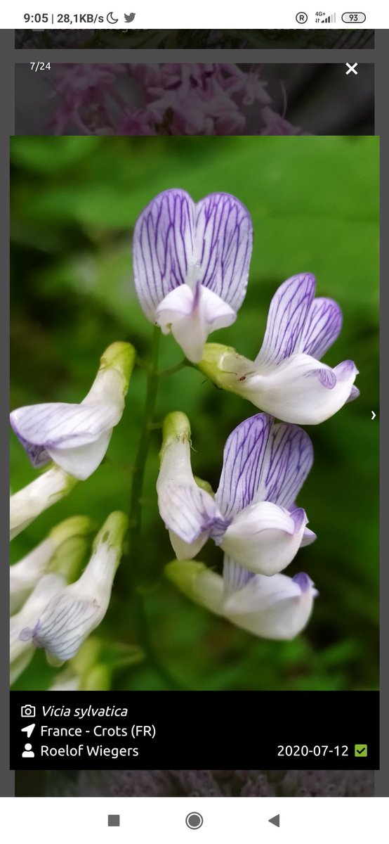 roeloffline's tweet photo. Een paar vakantie-favorieten uit de Franse Alpen. Met stip op #1: Melampyrum Subalpinum. Zet je van afstand op het verkeerde been, alsof hij een paarse en gele bloeiwijze heeft (paars is uiteraard blad). https://t.co/M624sO1VNL