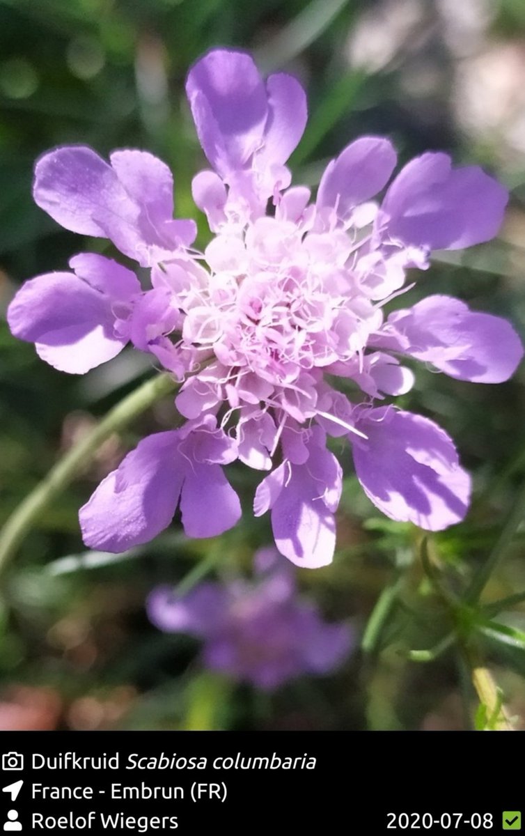roeloffline's tweet photo. Een paar vakantie-favorieten uit de Franse Alpen. Met stip op #1: Melampyrum Subalpinum. Zet je van afstand op het verkeerde been, alsof hij een paarse en gele bloeiwijze heeft (paars is uiteraard blad). https://t.co/M624sO1VNL