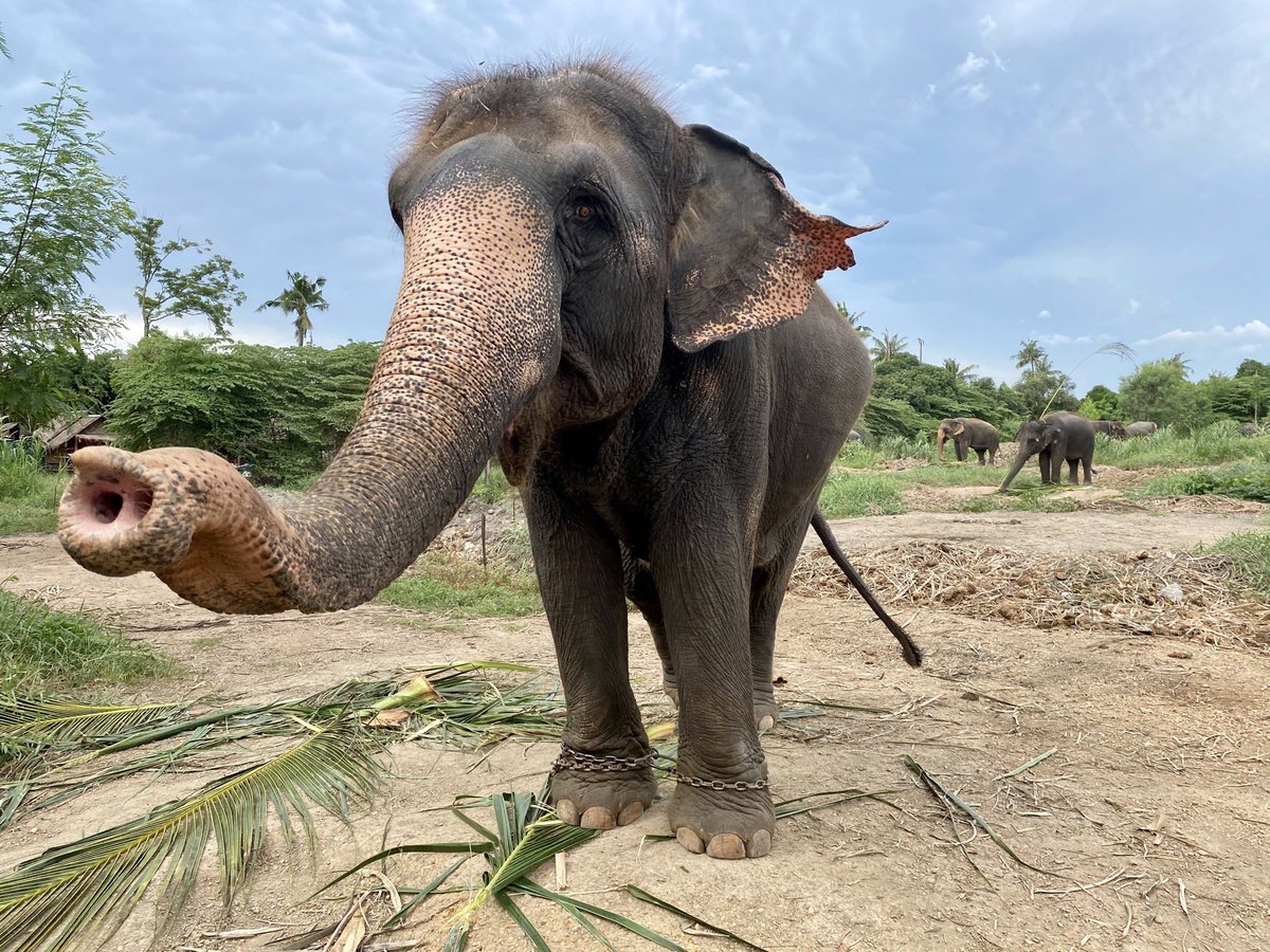 flo18flo's tweet photo. Many elephant camps in #Thailand are struggling to feed their animals as #coronavirus has brought int. #tourism to a halt. Without revenue this owner is forced to sell 7 elephants to @ElephantNatureP. New home is 800km away. Stay tuned as #GIreporter will go along for the rescue! https://t.co/1f6javquH7