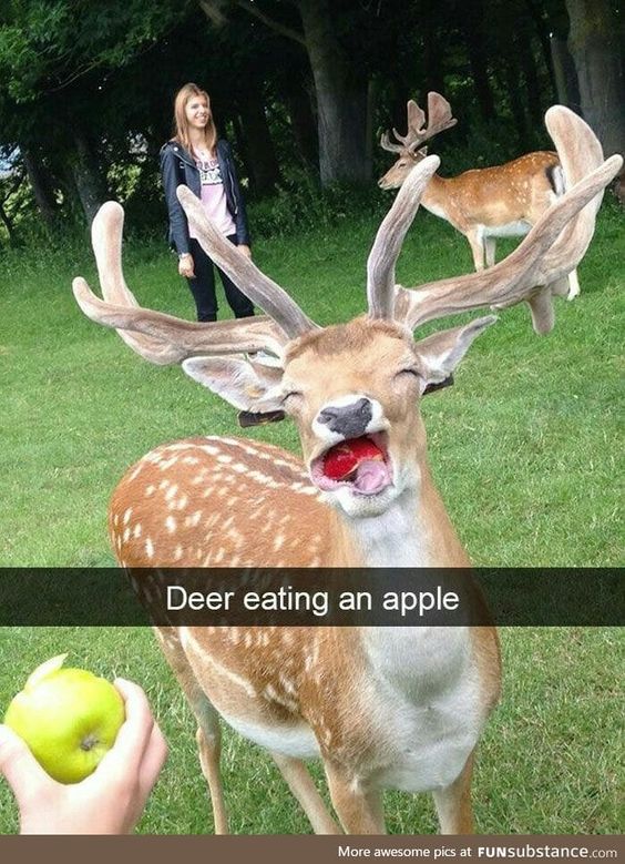 RUvegans's tweet photo. #veganNews #veganpower #veganlslove #ruvegans #plantbased #crueltyfree #veganfriendly #veganworld #newvegan #go #veganfacts #meatfree #veganlife #veganism #vegan #plantbased #govegan #veganlife #happy #veganismo #veganisme #like #love #veganlslove  #veganismi #animal #animals https://t.co/QwCPRDcWty